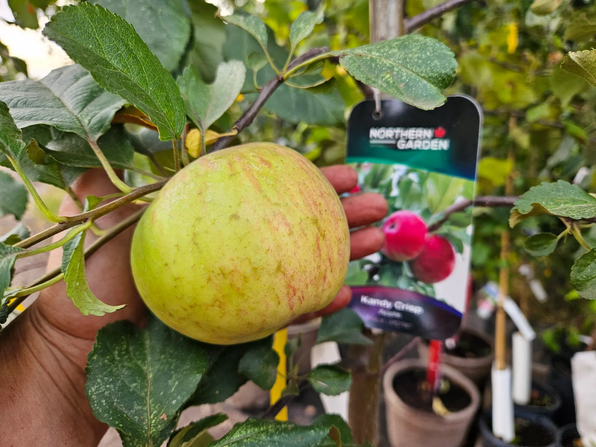 Kandy Crisp Apple - Image 3