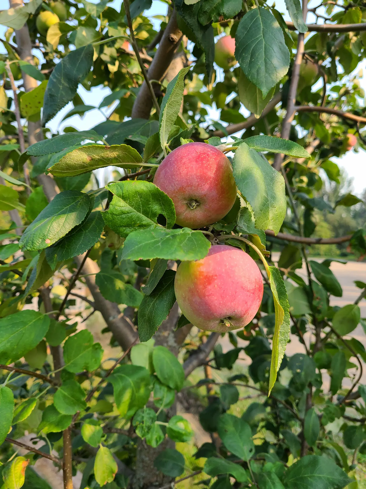 Featured image for “Winter Cheeks Apple”