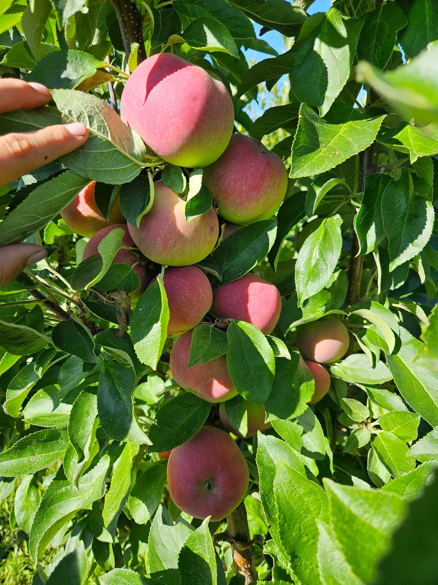 Featured image for “TreasuRed Columnar Apple”
