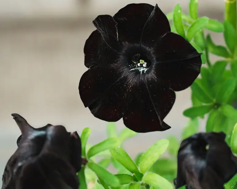 Featured image for “Goth Gardens: Embrace the Dark Side of Gardening”
